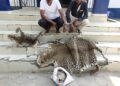 Les trafiquants présumés de peaux de panthère et d’écailles de pangolin vont comparaitre à Oyo