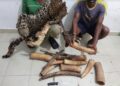 Quatre présumés délinquants fauniques vont comparaitre à Brazzaville et Pointe Noire