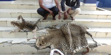 Les trafiquants présumés de produits fauniques seront fixés sur leur sort à Oyo