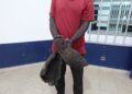 Délits fauniques : Un individu devant la justice à Brazzaville pour trafic présumé des trophées d’éléphant