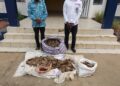Délits fauniques : Deux individus interpellés pour trafic d’écailles et griffes de pangolin géant à Owando