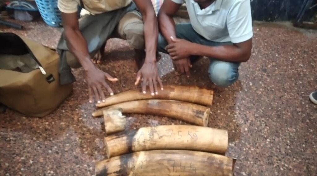 Délinquance faunique : Interpellation pour détention d’une peau de Panthère à Owando