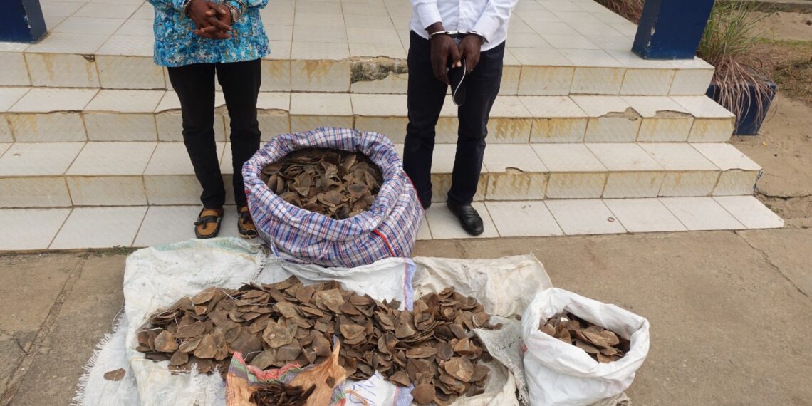 Les présumés trafiquants d’écailles et griffes de pangolin géant vont comparaitre à Owando