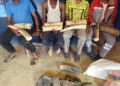 Un greffier en chef et trois autres individus interpellés pour trafic de pointes d’ivoire à Dolisie