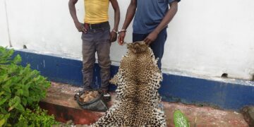 Deux présumés trafiquants de produits de faune attendent leur verdict à Owando