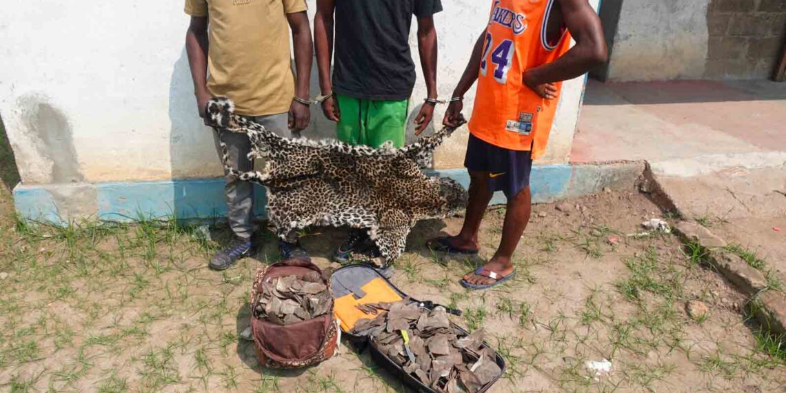 Délinquance faunique: trois individus pris pour trafic de peau de panthère et d’écailles de pangolin géant à Impfondo