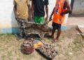 Délinquance faunique: trois individus pris pour trafic de peau de panthère et d’écailles de pangolin géant à Impfondo