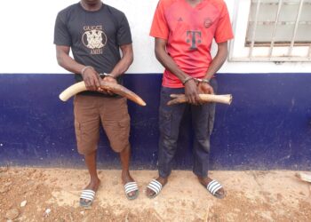 Délits fauniques : deux individus interpellés pour trafic d’ivoire à Dolisie