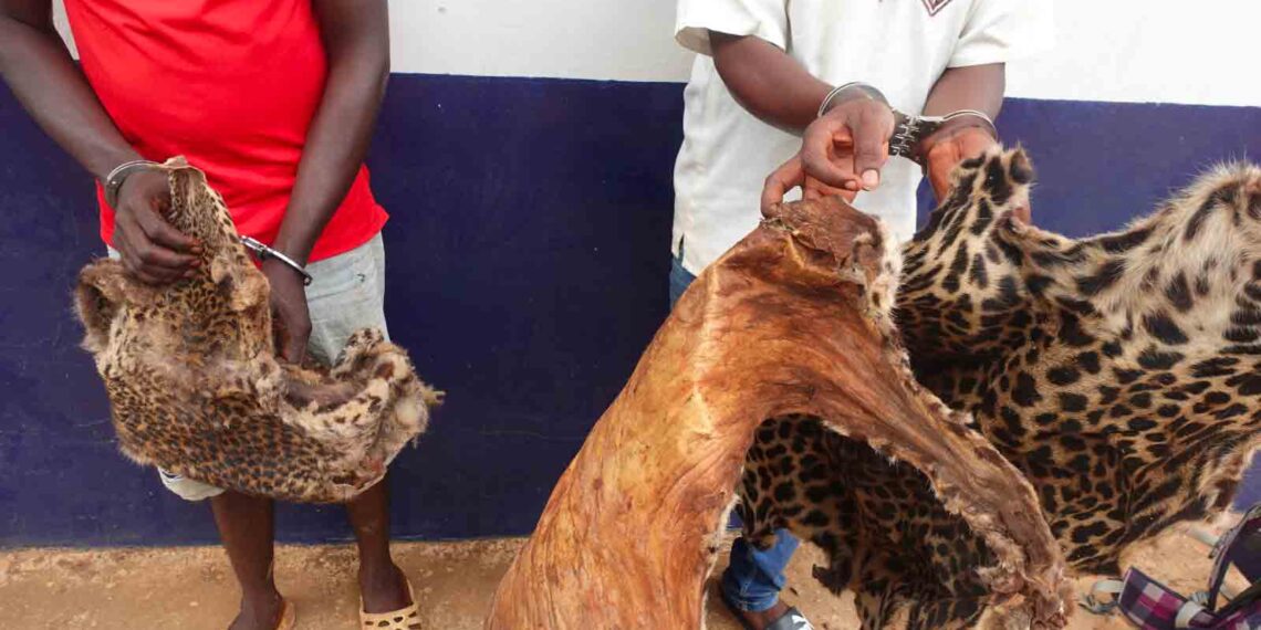 Trafic d’animaux au Congo : 13 présumés trafiquants arrêtés avec ivoire d’éléphant et peaux de panthère