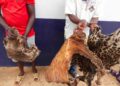 Trafic d’animaux au Congo : 13 présumés trafiquants arrêtés avec ivoire d’éléphant et peaux de panthère