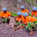 Brazzaville : la BCI transforme la vie des femmes casseuses de pierres à Kombé