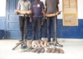 Trois grands braconniers écopent de lourdes peines d’emprisonnement ferme à Djambala !