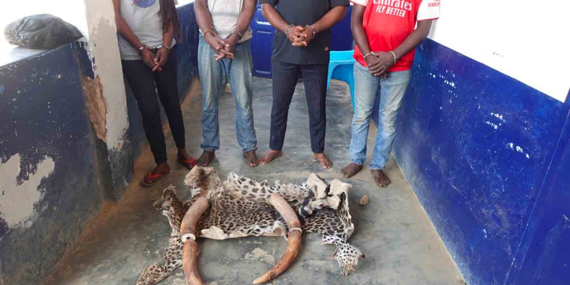 Délits fauniques : interpellés pour trafic des produits de faune à Nkayi et Dolisie