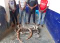 Délits fauniques : interpellés pour trafic des produits de faune à Nkayi et Dolisie