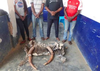 Délits fauniques : interpellés pour trafic des produits de faune à Nkayi et Dolisie