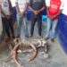 Délits fauniques : interpellés pour trafic des produits de faune à Nkayi et Dolisie